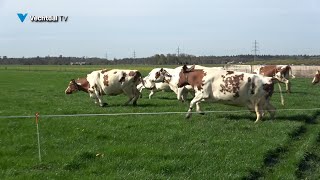 Streekfeest zuivelboerderij de Waard [upl. by Nnylkoorb882]