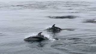 Humpbacks and Pacific Whitesided Dolphins at Monterey Bay National Marine Sanctuary [upl. by Pelmas388]