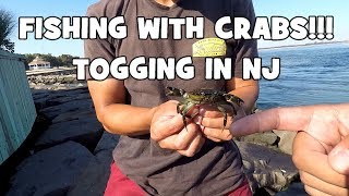 Fishing with CRABS TAUTOG Blackfish SLAYFEST at the INLET Barnegat Light NJ [upl. by Yasdnyl]