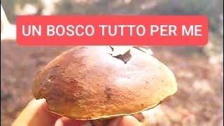 A FUNGHI PORCINI dietro la frana [upl. by Ahsenot]