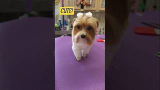 Yorkies go to the groomers together haircut doggroominglife [upl. by Xenos]