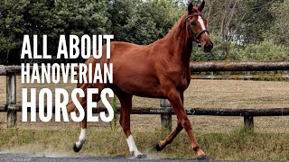 Hanoverian Horses 101 All You Need to Know [upl. by Evanthe]