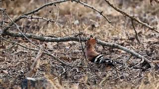 Bandipur in March [upl. by Randal]