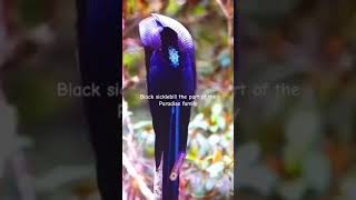 birdsBlack sicklebill the part of the Paradise familybirde 💗💗💗nature birdtwitter viralvideos [upl. by Evey]