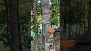 Tree Inoculation EXPLAINED [upl. by Monto]