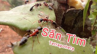 Hành trình săn tìm Tetraponera ANT  Thợ Kiến Tuấn Lũa Lạng Sơn [upl. by Macy]