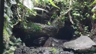 Zimmerbrunnen im Terrarium mit Dendrobates leucomelas British Guyana [upl. by Solohcin]