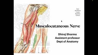 Musculocutaneous nerve  Anatomy of Musculocutaneous nerve  Quick revision of Musculocutaneous n [upl. by Atilemrac]