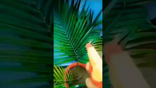 Indoor plants care 😘houseplants garden gardening viralvideoshorts [upl. by Aerdnad]