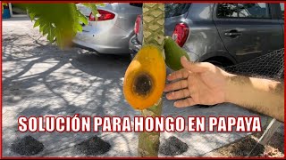 Prevenir HONGO en papaya  CEI [upl. by Saundra415]