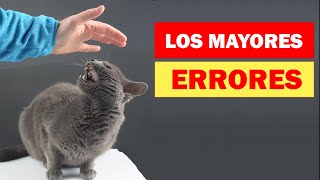 Los 20 errores más comunes que cometen los dueños de los gatos [upl. by Yrocej933]