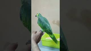 Meet the Charming BlueFronted Amazon Parrot birds parrot birdslover talkingparrot amazon [upl. by Assirem]