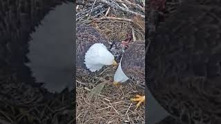 Port Tobacco Eagles 🌟 Food Gift For Hope 🌟 eaglesnest baldeagle eaglecam [upl. by Cornelle349]