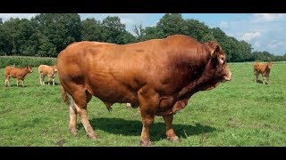 Bull breeding experts give Bull Framing Tips – KAGRC part 2 [upl. by Corie]