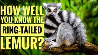 Ring Tailed Lemur  Description Characteristics and Facts [upl. by Arney]