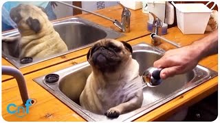 Watch How This Pug Loves to Take A Bath [upl. by Othilie]