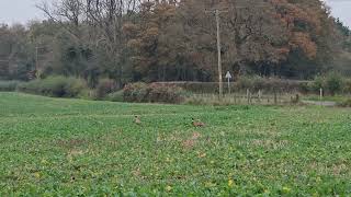 Pheasants in the field  flyaway pheasants  youtubevideo [upl. by Amek692]