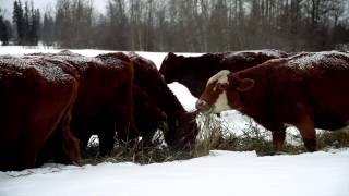 Triticale Swath Grazing Kidd Bros Part 1 [upl. by Alisha448]