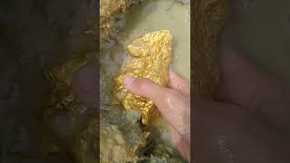 Dig up pure gold nuggets miner gold [upl. by Fannie]