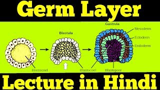 Gastrulation  Germ Layers Ectoderm Mesoderm amp Endoderm  For NEET [upl. by Maud363]