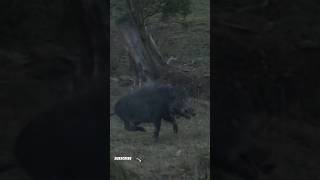 Se alla våra jaktfilmer som Medlem jaktfilm wildboar boarhunting [upl. by Lasonde]