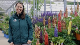 PETITTI Lupine Spotlight  Grow For Deer Resistance Pollinators amp Fragrant Flowers [upl. by Elly]