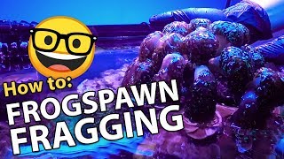 Fragging Frogspawn Coral Euphyllia moving Gold Wall Hammer [upl. by Teryn]