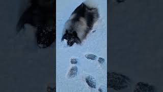 quotpawtography timequot keeshond shorts fyp doglover snow cute [upl. by Nitsur]