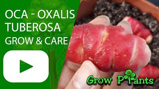 Oxalis tuberosa  grow care amp Eat Oca [upl. by Malissia]