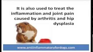 Rimadyl for dogs  Dog arthritis treatment for pain relief [upl. by Stephi778]