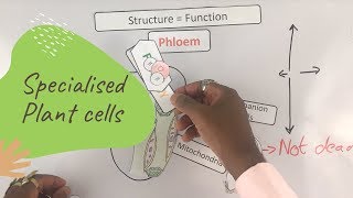 Specialised Plant cells  GCSE Biology Paper 1 [upl. by Greenberg540]