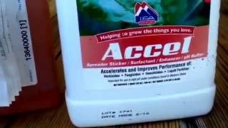 HOW TO KILL MORNING GLORYBIND WEED WITHOUT KILLING YOUR LAWN [upl. by Fachan]