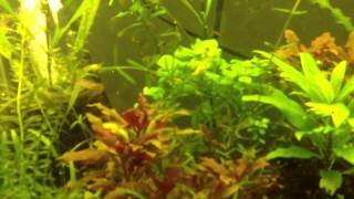 How To Trim Hygrophila Angustifolia [upl. by Ware]