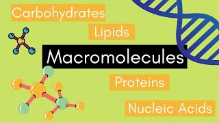 macromolecules science gened profed let learnontiktok letsgo letexam [upl. by Ibba]