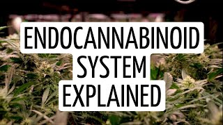 Endocannabinoid System Science Explained  Discover Marijuana [upl. by Tnilk]