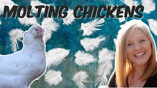 Molting Chickens What To Expect [upl. by Nalyk]