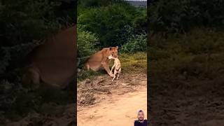 lion africonwildline animals wildlife lionsofafrica funny eastafricanlion safari [upl. by Etteluap327]