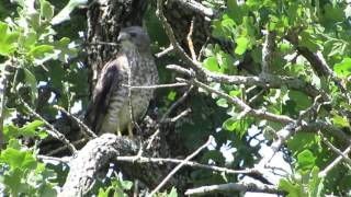 July 2017 Broadwinged Hawk calling [upl. by Esirahc352]