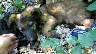 Terrified German Shepherd Puppy Abandoned In The Woods Gets Rescued Just In Time [upl. by Ahsemit]