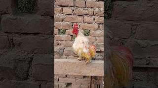 SUBHANALLAH  Pekin Bantam Rooster Crowing Sound [upl. by Trumaine]