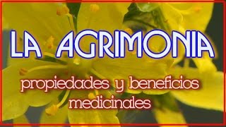 La Agrimonia Propiedades y Beneficios Medicinales [upl. by Yc609]