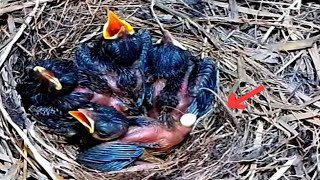 Sooty chat trying trying baby birds excrete feces for mother to eatBird life Nest [upl. by Doniv]