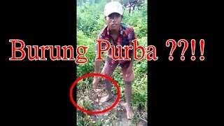 Berniat Menjebak Burung Krocokan  Orang Ini Justru Mendapatkan Hal Yang Tidak Terduga [upl. by Porter940]