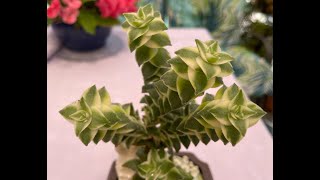 Crassula perforata Variegated Variety Gorgeous Succulent 🪴  Episode 56 [upl. by Hirst]