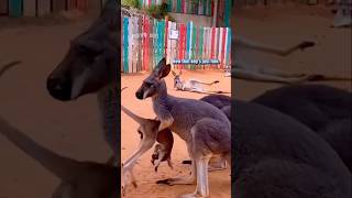 Down Under 🦘🥜 🎥 SanAntonioZoo shorts [upl. by Zacek]