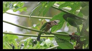 Call of Whitecheeked Barbet [upl. by Yeltnarb]