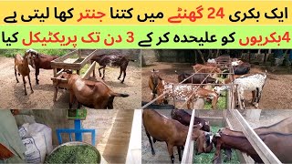 How Much Jantar Feed Per Goat Per Day  Jantar For Goat in 24 Hours  Goat Feed Calculation [upl. by Hcra]