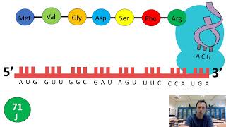 Eiwitsynthese 3 Transcriptie splicing en translatie vwo [upl. by Knapp]