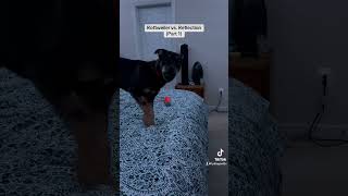 Rottweiler vs Reflection Part 1 rottweiler rottweilerpuppy rottweilermix dogsoftiktok [upl. by Amor]