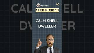 A Riddle on Exotic Pets Calm Shell Dweller riddle riddles youtubeshorts youtubeshort [upl. by Enautna389]